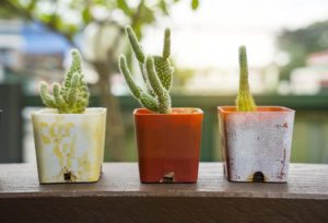 cactus, pots, plants, home decor, house