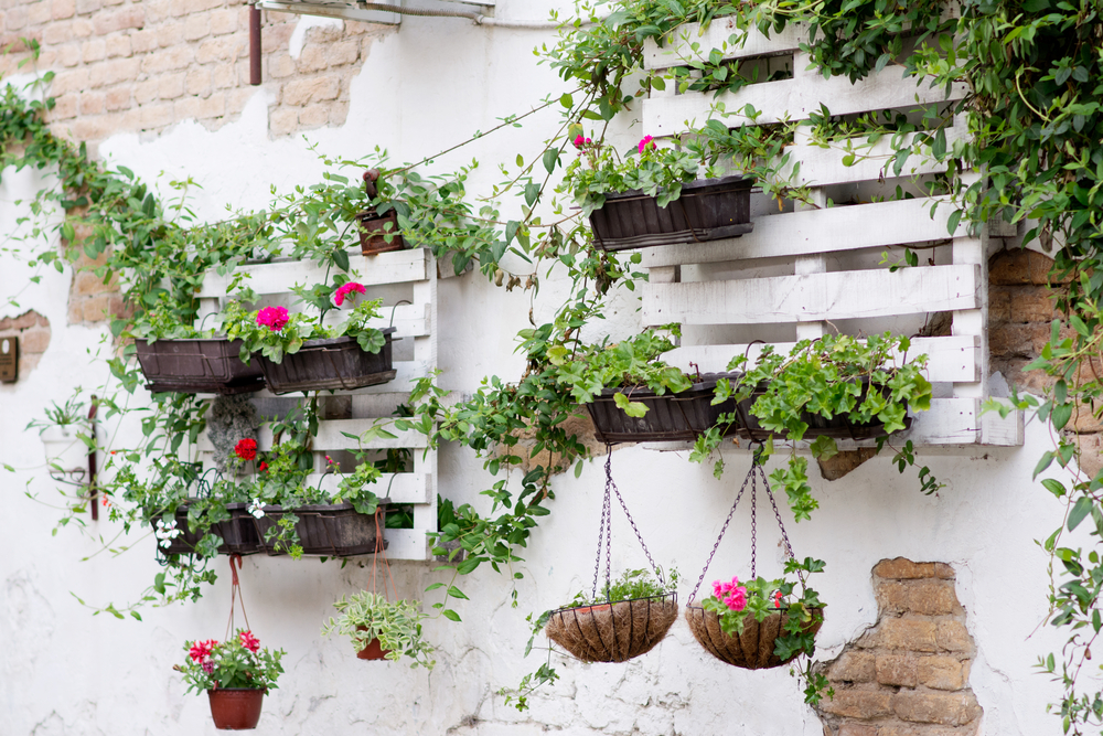 pot plants hanging in the internal yard or roof as part of home care