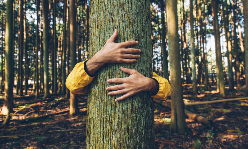 person hugging a tree bark