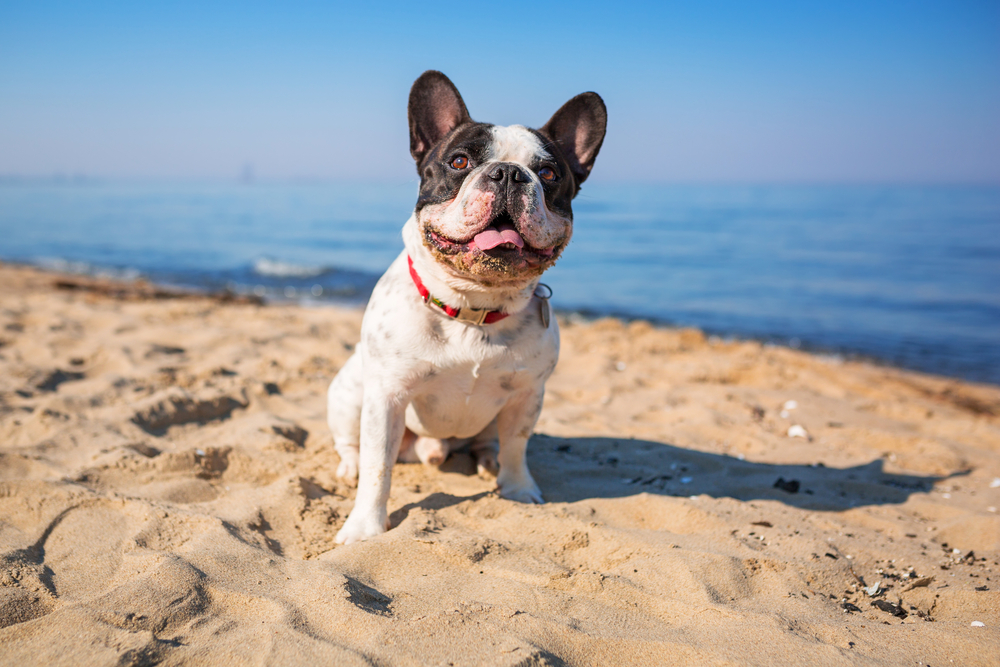 french bulldog at the beach