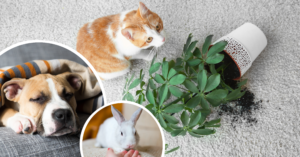 pet proof your home tips