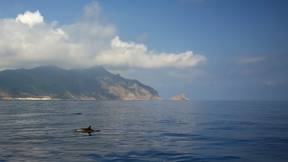 dolphin spotted sea sicily malta