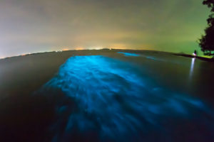 bioluminescent algae