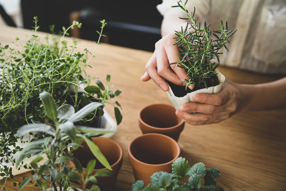 herbs present mothers day